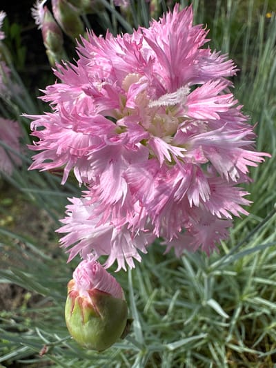 The media file features a close-up, eye-level shot of a vibrant pink dianthus flower in bloom, with a bud nearby. The flower's petals are frilly and delicate, with lighter pink and white streaks creating a beautiful contrast. The background consists of wispy, silvery-green foliage, typical of many dianthus varieties, and some darker, out-of-focus areas suggesting a garden setting. The lighting appears natural, indicating it was likely taken outdoors during the daytime. The image conveys a sense of natural beauty and the serene atmosphere of a garden. No people, text, or specific events are depicted. The location context provided is Михайловский, Russia.