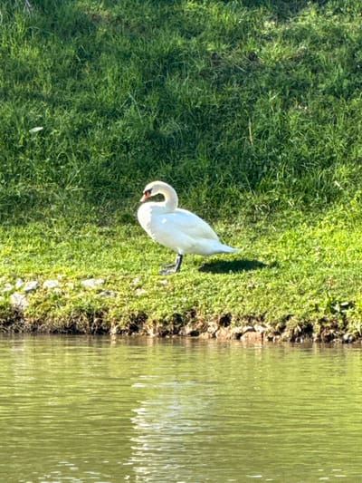 A white swan stands on a green grassy bank along a waterway in Tomar, Portugal. The swan, predominantly white, features an orange bill with a prominent black knob at its base. It is oriented towards the left of the frame, with its neck curved backward and its head turned over its left shoulder. A single black webbed foot is visible on the grass. The bank slopes down to a body of green water, which exhibits ripples and reflections of sunlight. A distinct shadow is cast beneath the swan onto the grass, indicating direct illumination. The immediate shoreline where the grass meets the water shows exposed soil and small irregularities. No other subjects or interactions are visible.