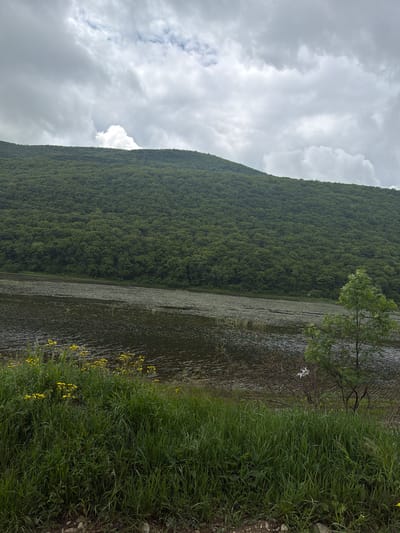 A landscape photograph shows the still waters of a lake reflecting a cloudy sky. Dense green foliage covers a mountainside. A tree is slightly to the right of center. Grass and yellow flowers grow along the shoreline. The location is Tsodoreti, Georgia.