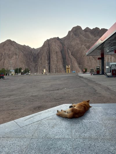 A medium-sized, golden-brown dog is lying on its side on a grey, tiled surface. The dog is facing away from the camera, with its head turned to the left. Its legs are extended, and its tail is curled around its body.
In the background, there is a gas station with red and white accents. A large, rocky mountain range rises behind the gas station, with its rugged peaks silhouetted against a pale, clear sky. The ground in front of the gas station is a dusty, gravelly expanse.
The scene appears to be in a remote desert location, possibly on the outskirts of Dahab, Egypt, given the mountainous terrain and the presence of a gas station serving as a point of potential respite in such an environment. The overall lighting suggests it could be late afternoon or early morning. There are no people visible in the immediate vicinity of the dog.