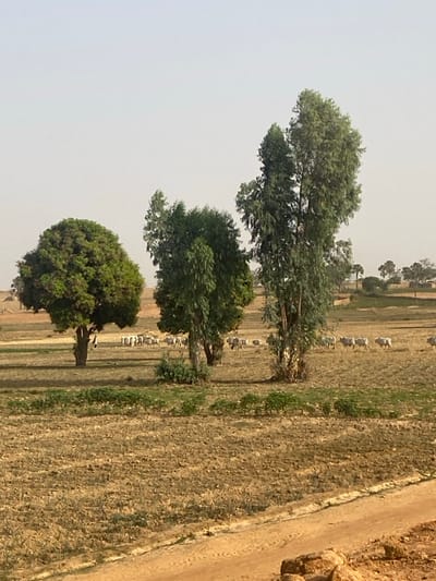 A landscape scene displays three prominent trees of varying sizes and shapes, standing on a field with parallel furrows. A line of animals, possibly sheep, grazes in the background. The sky is a hazy, pale blue. A dirt path borders the field on the right side of the image. The overall impression is rural and possibly arid.