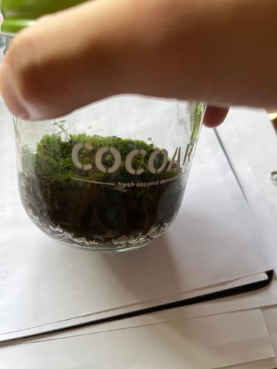 An indoor, close-up photograph, rotated 90 degrees clockwise, captures a person holding a clear glass jar that has been repurposed into a miniature terrarium. The person's thumb and part of their palm are visible on the left side of the frame, firmly gripping the jar.

Inside the jar, a vibrant ecosystem is established. A dense bed of bright green moss covers the bottom and lower sides of the jar, with several tiny, delicate plant sprouts emerging from it. Beneath the moss, a layer of dark brown or black soil/substrate is visible. The glass surface of the jar shows some condensation or moisture, contributing to the terrarium's humid environment.

Prominently displayed on the jar is white text. The large, bold letters "COCO" are clearly legible, and beneath them, smaller text reads "fresh coconut desserts." This suggests the jar originally contained a food product and has been upcycled.

In the background, out of focus, are several white papers and a black spiral-bound notebook or folder, resting on a flat surface, likely a desk or table. The lighting is bright, suggesting daytime, possibly with natural light illuminating the scene. The image provides a detailed view of the small terrarium and the hands holding it, set in an indoor environment in Middle Park, Australia.