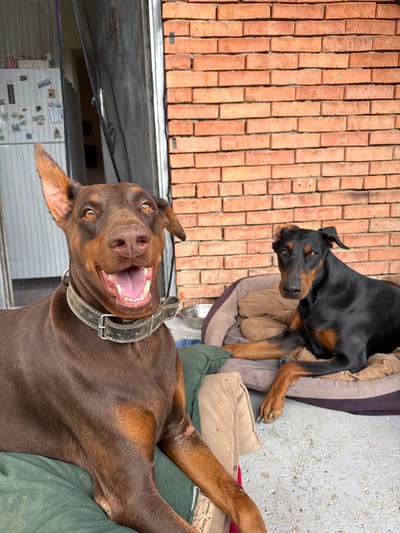Two Doberman Pinscher dogs are positioned in a close-up, outdoor shot. The dog in the foreground, a brown Doberman, faces the camera with its mouth open and its ears perked up. It wears a dark, worn collar. The dog is lying on a green cushion. Behind and to the right of the brown Doberman, a black and tan Doberman is lying down on a cushioned pet bed, looking towards the left of the frame. Both dogs appear to be relaxed. The background consists of a brick wall on the right and a doorway with a screen door and a glimpse of a refrigerator on the left. The setting is outdoors, potentially a patio or yard area.