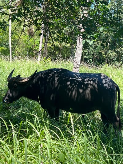 A black carabao stands in tall green grass, partially shaded by dappled sunlight filtering through overhead trees. The carabao is facing left, its horns curved backward. A small blue ring is visible through its nostrils. In the background, palm trees and dense foliage are visible. The scene appears to be an outdoor, natural setting, likely in Baan Thurian, Thailand.