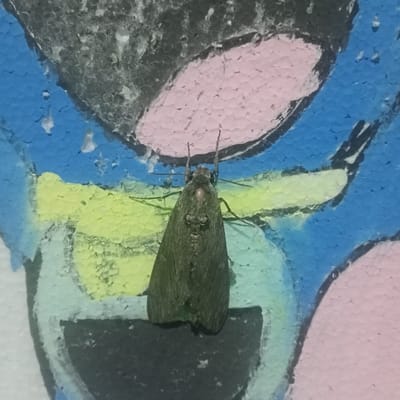 This image depicts a single moth resting on a multi-colored, painted wall in Ketowan, Indonesia. The moth, appearing dark olive-green or grayish-brown, is positioned in the lower-middle of the frame, oriented head-upward. Its wings are folded dorsally over its body, displaying faint longitudinal patterns. Two thin antennae extend from its head, and small, dark eyes are discernible. The wall surface is visibly textured and uneven, featuring sections of blue, light pink, yellow, and black paint. The background forms a partial, abstract design, with a prominent light pink curved shape above a horizontal yellow band, flanked by blue. Darker black and grey areas are visible at the top and bottom of the frame, outlining segments of the design. The scene is illuminated, casting minor highlights on the moth's head. There are no people or other discernible subjects or actions.