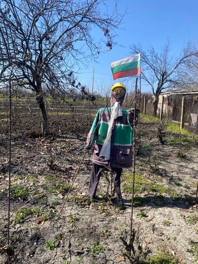 The image depicts a scarecrow in a cultivated garden or agricultural plot in Merichleri, Bulgaria, under a clear blue sky. The scarecrow, an effigy designed to resemble a human figure, stands prominently in the foreground, facing towards the viewer's left. It is constructed from various materials, including a yellow hard hat on its head, with a carved or painted face featuring dark circular eyes and an oval-shaped mouth. A light-colored, possibly white, cloth is wrapped around its neck and upper torso. The scarecrow wears a long-sleeved jacket with horizontal stripes of dark green, a lighter green, and a dark purple/brownish color, along with dark-colored trousers. It is supported by two visible vertical wooden or metal poles.
To the immediate right and slightly behind the scarecrow, a Bulgarian national flag, characterized by horizontal white, green, and red stripes, is affixed to a vertical pole, extending upwards into the sky.
The environment consists of dark brown, tilled soil, which appears dry and cracked in several areas, with sparse patches of green vegetation or weeds growing between the tilled sections. Numerous deciduous trees and shrubs, currently bare of leaves, are distributed throughout the plot. A large, gnarled bare tree with multiple branches is visible to the left of the scarecrow. In the mid-ground, rows of smaller, bare plants, possibly vines or berry bushes, are supported by thin vertical stakes. In the background, beyond the cultivated area, a light-colored fence or wall of a structure is visible, along with additional bare trees and a utility pole with overhead lines. The scene is illuminated by bright daylight, casting distinct shadows.