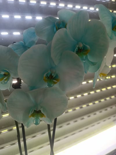 A close-up, vertical shot shows a cluster of blue orchids in bloom. The flowers are in various stages of opening, with delicate petals in shades of light blue and teal, accented with yellow and green in their centers. The orchids are supported by dark stems, some of which are visible extending downwards. The background is out of focus and consists of horizontal lines of light, possibly blinds or a window with internal lighting. The overall impression is one of a vibrant, living arrangement. The image is from Berching, Germany.