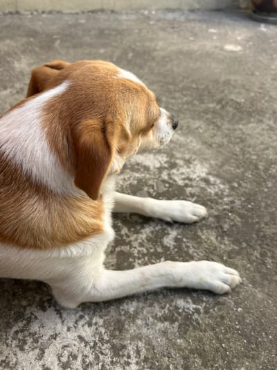 An adult dog with tan and white markings is lying on a rough, grey concrete surface. The dog is facing to the right, with its head slightly tilted down and its eyes closed or looking downwards. Its front paws are extended forward, resting on the concrete. The background is a blurred continuation of the concrete surface, suggesting an outdoor or open area. The lighting indicates it is daytime. This image was taken in Krumovo, Bulgaria.