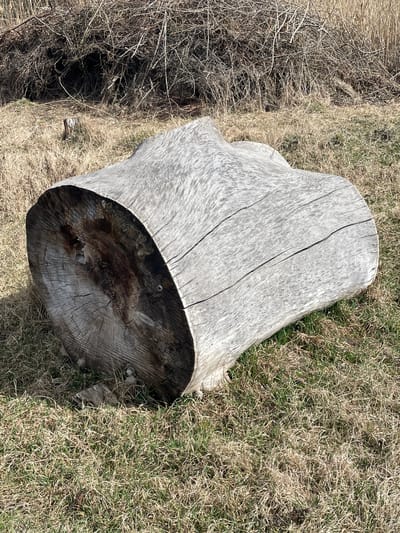 The image displays a large, weathered tree trunk lying horizontally on the ground in Vinnytski Khutory, Ukraine. The trunk is predominantly light gray to silver, with visible longitudinal cracks along its surface, indicating an absence of bark and exposure to elements. Its cut ends are dark brown, exposing concentric growth rings and radial cracks, with evidence of deterioration or moisture saturation in the darker areas. The trunk rests on a ground cover composed of a mixture of dry, light brown grass and patches of green grass. In the background, beyond the trunk, there is a dense thicket of intertwined, leafless, dark brown branches and twigs. A smaller, weathered tree stump is visible vertically embedded in the dry grass in the mid-background to the left of the main trunk. The scene is illuminated by natural sunlight from the upper right, casting shadows to the left and beneath the large trunk. No individuals, animals, or active interactions are present in the frame.