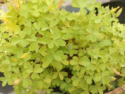 The image shows a close-up view of a dense cluster of bright green clover-like leaves and a few small yellow buds. The leaves are heart-shaped and arranged in groups of three. Some of the leaves are slightly curled or folded. The lighting suggests it is daytime, possibly outdoors, with some natural light illuminating the foliage. There are no people or discernible structures in the image. The background is softly blurred, showing hints of darker colors, possibly a pot or other vegetation. The scene is likely from a garden or natural setting. The location is specified as Solonytsivka, Ukraine, though this specific detail cannot be visually confirmed from the image alone.