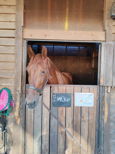 A brown horse with a black halter and bridle pokes its head out of a wooden stable doorway. The horse's ears are perked forward, and it is looking directly at the camera. Above the horse in the doorway, there is a piece of wood with the number "20000" written on it in white chalk. To the left of the horse's head, a pink and green braided rope hangs from a hook on the stable wall. Below the horse's head, a small black sign with "ВИСКИ" written in white chalk is attached to the stable door. To the right of that sign, a white rectangular sign with an illustration of a horse and text in Russian is also attached to the door. The stable appears to be made of weathered wood and is likely located outdoors. The background inside the stable is dark and appears to be made of wood as well. The image was taken in the city of Lukashi, Russia.