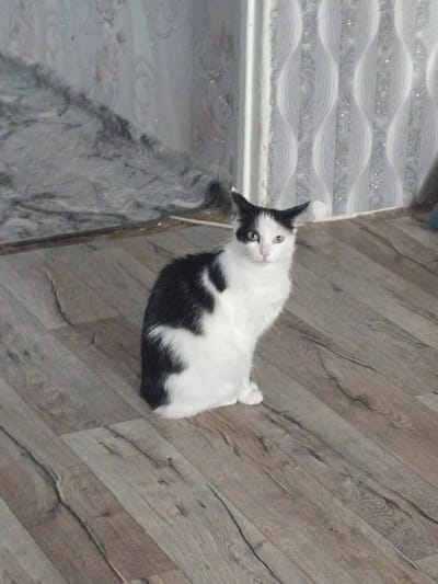 A black and white cat is sitting on a wooden floor in a room. The cat is looking at the camera with green eyes and its ears are pointed. The background of the image shows a patterned wallpaper and a corner of what appears to be a marble-like wall. The lighting in the room is dim, casting shadows on the floor and walls. The image was taken in Shakhtinsk, Kazakhstan.