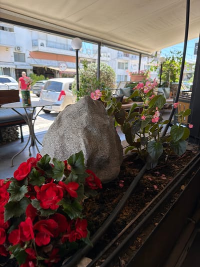 The image depicts an outdoor seating area with a canopy, likely a cafe or restaurant, located in the city of Drama, Greece. In the foreground, a large grey rock sits amongst potted plants. To the left, vibrant red begonias are in full bloom, while to the right, a begonia plant with smaller pink flowers is also visible. Behind the rock and plants, a white car is parked on the street. A person wearing a red shirt and green pants stands near a small metal table, holding a bunch of flowers. Buildings with balconies and awnings line the street in the background, suggesting an urban setting. The overall impression is a partially shaded outdoor space with a focus on decorative flora and street-level urban activity.