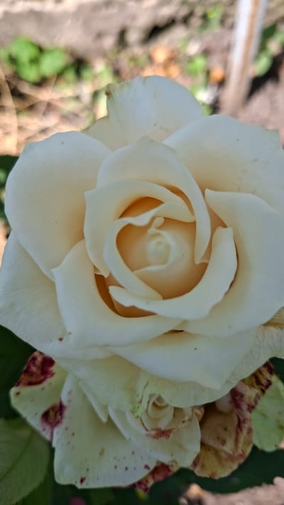 This is a close-up, vertical shot of a white rose with hints of yellow in its center. The petals are layered and curved, with the innermost petals forming a tight spiral. Some of the outer petals have faint reddish-brown speckles and slight browning at the edges, suggesting the flower is past its prime. The background is blurred, showing a mix of soft greens and earthy tones, likely indicating an outdoor setting in a garden. The overall lighting is natural, highlighting the delicate texture of the rose. The image does not provide any information about the city of Bălășești, Moldova.