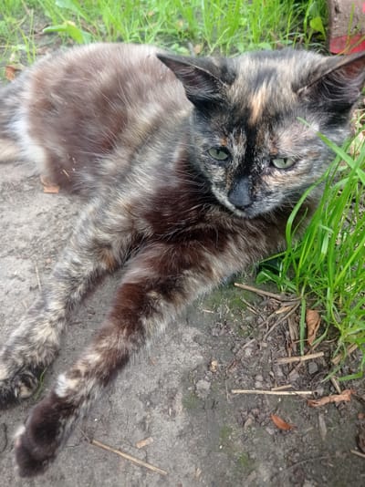 A tortoiseshell cat is lying on the ground next to green grass. The cat's fur is a mix of black, brown, and tan colors. The cat's eyes are green and it is looking down and to the right. The ground is made of dirt and there are a few dry leaves scattered around. The grass is green and appears to be growing in a patch next to the cat. The image was taken outdoors in an area that appears to be in the city of Дукорскі сельскі Савет, Belarus.