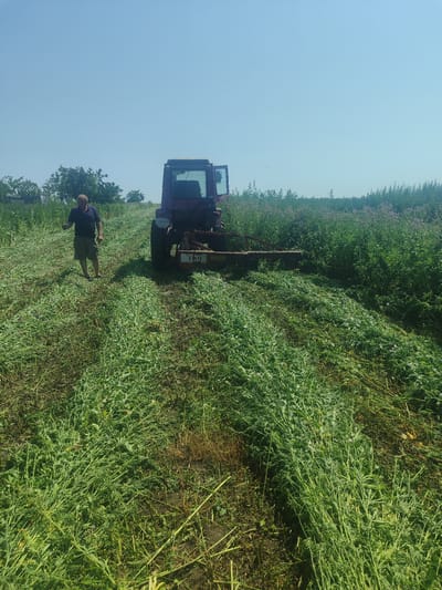 A man stands in a field of tall, green grass and other vegetation that has been recently cut and is lying in rows. He is wearing a dark blue polo shirt and plaid shorts, with his left arm raised. To his right, a red tractor with a harvesting attachment is visible, also in the field. The sky is clear and blue, indicating a sunny day. The scene appears to be in a rural area, likely in or near the village of Novosamarka, Ukraine, given the context provided. The ground is a mix of dark soil and the cut vegetation.