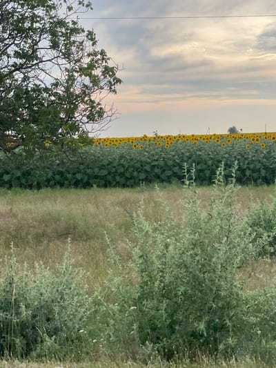 The image captures a scenic view of a sunflower field under a cloudy sky. The sunflowers, with their bright yellow petals, stand tall and are densely packed, forming a vibrant band across the landscape. To the right of the sunflower field, there is a stretch of dry, light-colored grass and some thorny bushes, indicating a natural, perhaps rural setting. On the left side of the image, a tree with dark branches and green leaves occupies a significant portion, adding depth and contrast to the scene. The sky above is filled with soft, streaky clouds, suggesting it might be late afternoon or early evening, with a hint of warm light breaking through. The orientation of the image is vertical, as if taken from a low angle or with the camera rotated. There are no people or discernible text visible in the image. The overall impression is one of natural beauty and tranquility.
