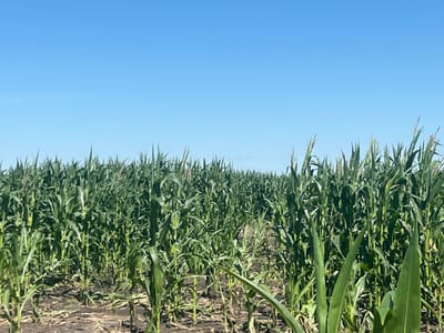 The image depicts a cornfield under a clear blue sky. The corn stalks are tall and green, filling the frame from bottom to top. The ground is dark soil, with some dry leaves and stalks scattered on it. There are no people or buildings visible in the image. The scene appears to be a rural agricultural landscape.
