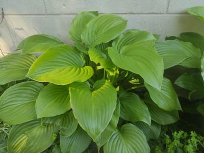 A close-up, eye-level, outdoor shot features a large cluster of bright green hosta leaves. The leaves are broad and heart-shaped with prominent parallel veins. Some leaves exhibit a glossy sheen, reflecting the sunlight. In the background, a grey concrete block wall with horizontal mortar lines is visible. The lower right corner of the image shows a small patch of dark green ground cover with tiny leaves. No people or animals are present. The scene appears to be a garden or yard in the city of Dubylivka, Ukraine.