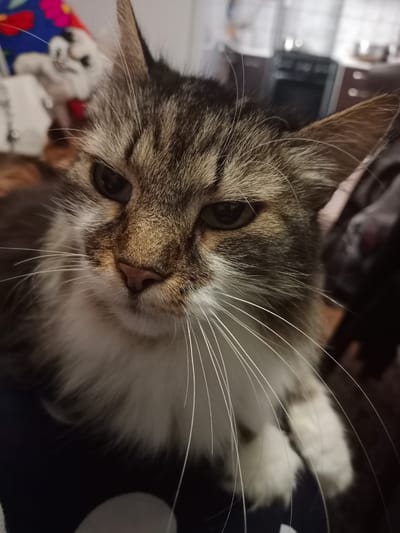 A close-up, eye-level, medium shot shows a tabby cat with white fur on its chest and chin. The cat is looking downwards and slightly to the left. Its whiskers are long and white. The background is blurred and appears to be an indoor setting, possibly a kitchen. A stove and cabinets are visible in the background, suggesting the location is a home in Хацежынскі сельскі Савет, Belarus. There are no people visible in the image.