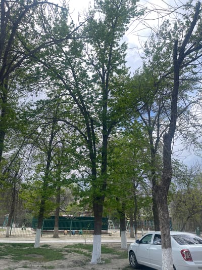The image shows a street scene in Navoiy City, Uzbekistan. Several tall trees with white-painted lower trunks line the street. The trees have a mix of bare branches and emerging green leaves, suggesting springtime. A white car is parked next to one of the trees. In the background, a green metal fence encloses a yard or park. The ground appears to be a mix of dirt and grass. The sky is visible through the branches, showing a partly cloudy day. The buildings are partially visible, and it gives the impression of a residential area or park.