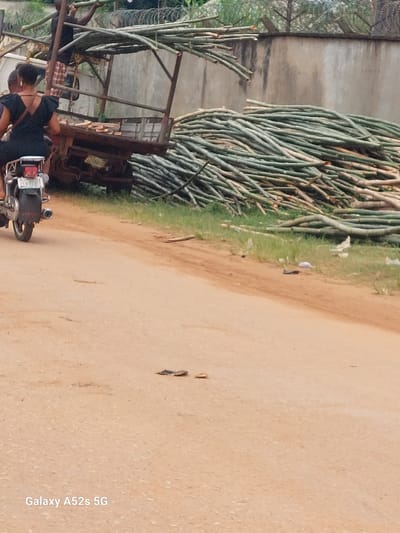 In Umudioka, Nigeria, a motorcyclist wearing a black dress and a passenger are riding on a dirt road. They are positioned behind a truck loaded with bamboo. The truck is stopped near a large pile of harvested bamboo. A concrete wall and a fence are visible in the background. The road is dirt, and there is grass growing alongside it. Several pieces of trash are scattered on the side of the road. The scene appears to be a rural or semi-rural setting within Umudioka.