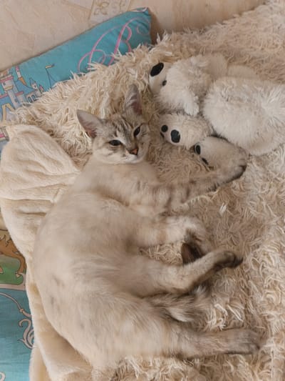 A light-colored cat with distinctive tabby markings is resting on a fluffy, cream-colored blanket. The cat is lying on its side, with its paws tucked in. Next to the cat are three small, white stuffed teddy bears. In the background, a light blue pillow with a castle design is visible. The overall scene appears to be indoors, likely in a domestic setting. No specific location in the city of Tolbazy, Russia, can be determined from the image.