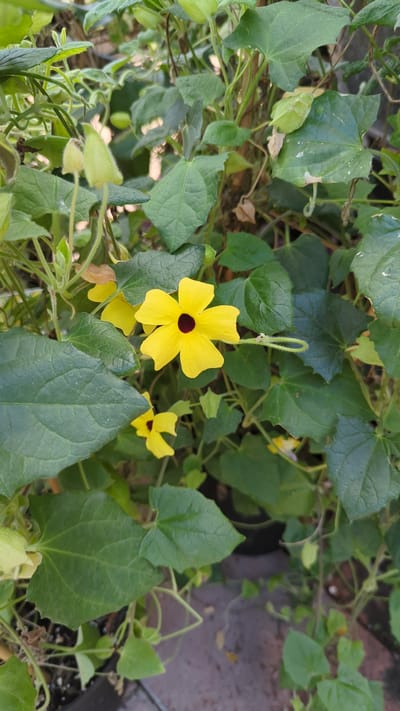 This is a close-up, eye-level, outdoor photograph of a black-eyed Susan vine plant. The plant has numerous green leaves of varying sizes and shapes, some of which appear slightly damaged. The main subject is a bright yellow flower with five petals and a dark brown or black center. There are at least two other yellow flowers visible in the background, one of which is partially obscured. The vine is growing in a pot, indicated by the visible potting soil and the edge of a dark container in the lower portion of the image. The background is filled with more foliage and some hints of a brick or concrete surface. The lighting suggests it is daytime, possibly with partial shade. The scene is likely a garden or balcony in Laval, Canada.