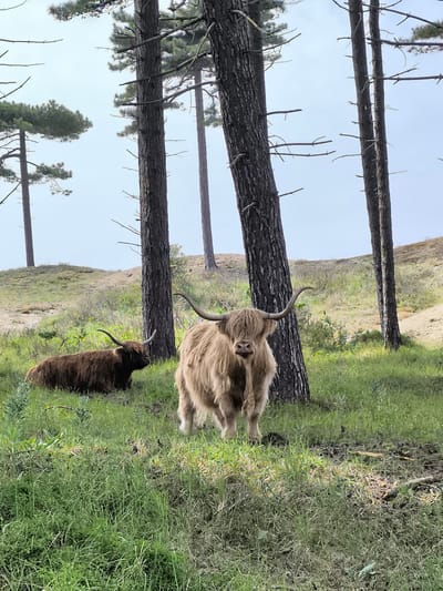 The image captures a tranquil scene at a nature preserve in Overveen, Netherlands. Two Highland cattle, characterized by their long horns and shaggy coats, are the focal point. One Highland cow is lying down in a patch of lush green grass, while the other is standing near a dark-colored tree. The ground is covered with green grass. The scene is set against a backdrop of a low grassy hill with tall trees, creating a serene atmosphere. The sky is overcast, casting a soft light over the scene.
