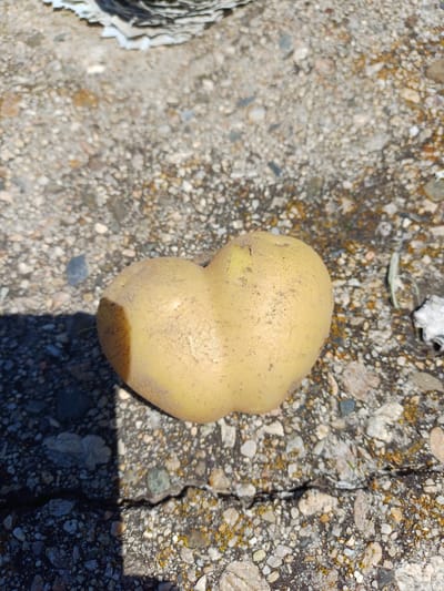 A heart-shaped potato is resting on cracked concrete. The concrete is speckled with small rocks and patches of moss. Sunlight casts a shadow of the potato across the ground. In the upper left corner of the image, a pile of what appears to be discarded paper or cardboard is visible. The location is the city of Sadovo, Bulgaria.