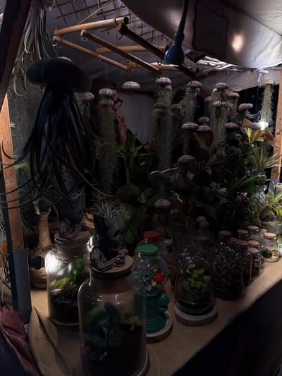 A table displaying plants in various containers sits in what appears to be a shop or market stall. The location is in Burjassot, Spain. The table is covered with what looks like burlap fabric. On the table are multiple glass jars and containers of varying sizes, each containing plants and possibly other decorative elements. Some of the jars have wooden lids or bases. Some of the plants are air plants, recognizable by their long, thin leaves. Other plants are potted inside the containers. There are rows of air plants hanging from a structure behind the table. The plants are attached to small, round, wooden pieces. The light source is not readily visible.
