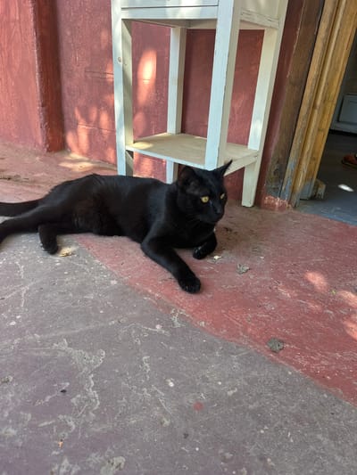 A sleek black cat with bright yellow eyes lies on a reddish-brown, weathered outdoor surface, likely a porch or patio, with sections of gray concrete. The cat is stretched out, appearing relaxed, with its paws extended. Behind the cat, a white, slatted structure, possibly part of a staircase or railing, casts dappled shadows from sunlight filtering through overhead foliage. The wooden planks of a doorway or window frame are visible above the white structure. The overall scene suggests an outdoor setting on a bright, sunny day. The cat's posture and expression convey a sense of ease and contentment. The environment appears somewhat aged and rustic, with scattered debris like leaves and small pebbles on the ground. No visible text is present in the image.