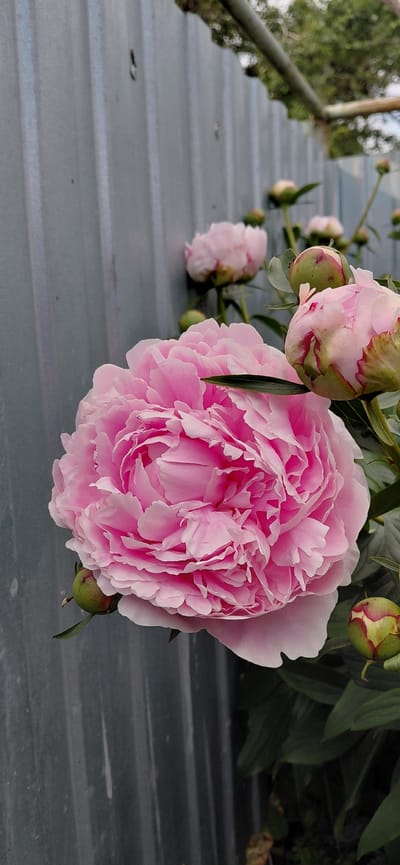 In the city of Tashkazgan, Russia, a close-up, vertical shot showcases a cluster of pink peonies blooming in front of a gray corrugated metal fence. The main focus is a large, fully bloomed peony with delicate, ruffled petals in varying shades of pink. To the right and in the background, several buds are visible, some beginning to open, revealing hints of red and green. More fully bloomed peonies are present further in the background, slightly out of focus. The fence provides a muted, textured backdrop. Green foliage surrounds the flowers, suggesting an outdoor garden setting. The lighting appears natural, likely daylight, casting soft shadows. The scene is static and depicts a naturalistic arrangement of flowers.