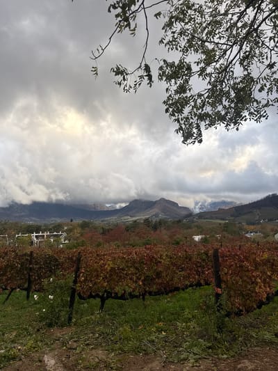 The image depicts a vineyard landscape, possibly located in or near Stellenbosch, South Africa. In the foreground, rows of grapevines with autumn foliage in shades of red and brown are visible. Green grass grows between the rows. The background features a mountain partially obscured by clouds. The sky is overcast with grey clouds. A tree branch with sparse leaves is visible in the upper left corner of the frame.