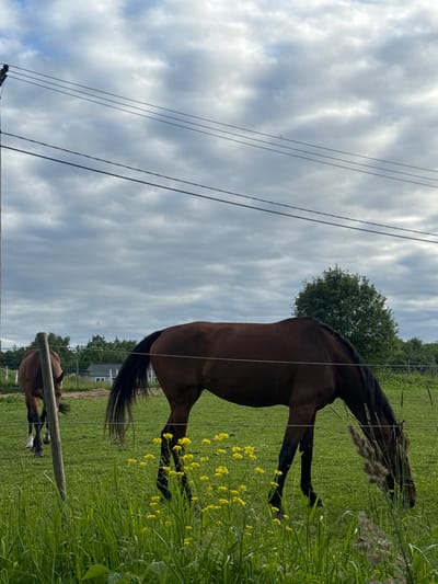 The image depicts a rural outdoor scene, likely on a cloudy day, in Saue, Estonia. Two horses are present in a grassy field, enclosed by a wire fence in the foreground. The horse in the foreground is a dark brown color and is grazing with its head lowered. The horse in the background is partially visible and is also brown. Yellow wildflowers are scattered throughout the field. In the distance, there are trees and a small building. Power lines stretch across the upper portion of the image. The overall impression is one of a serene, pastoral landscape.