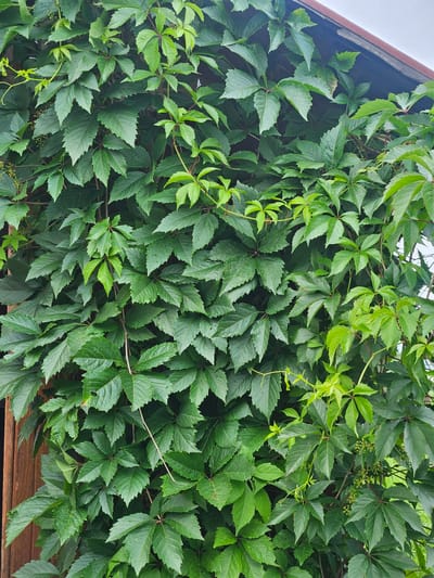 This is a full, eye-level, outdoor, close-up shot of a dense wall of green Virginia creeper vines. The leaves are lobed and serrated, with some appearing to have water droplets on them. The vines are climbing up what appears to be a wooden structure on the left side of the frame and possibly against a building or roofline at the top. There are small clusters of green berries visible within the foliage. The lighting suggests it is daytime. The location provided, Gaivinskoe Lesnichestvo, Russia, is a forest area, which aligns with the presence of dense vegetation. There are no people or animals present in the image.