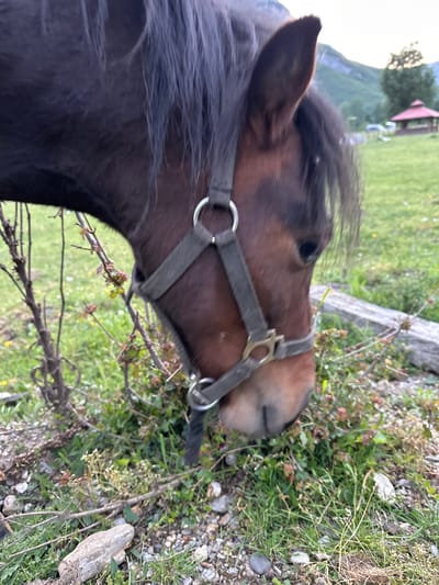 A close-up, eye-level shot captures the head of a dark-colored horse grazing in a grassy field. The horse is wearing a halter and appears to be eating from low-lying bushes and vegetation. In the background, a red-roofed gazebo is visible, with a backdrop of rolling green hills and mountains, characteristic of Gusinje, Montenegro. The ground is a mix of grass, stones, and dirt. The lighting suggests it is either early morning or late afternoon.