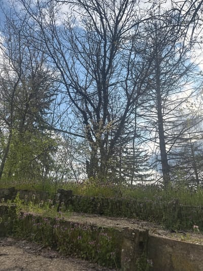 A ground-level, tilted shot taken in Gromshin, Bulgaria showcases a landscape of trees and concrete structures. The lower half of the image features greenery with small purple flowers growing near stacked concrete pieces of a wall or walkway. The tops of trees are visible, with many bare branches against a blue sky dotted with clouds. Some trees show signs of new leaves emerging.