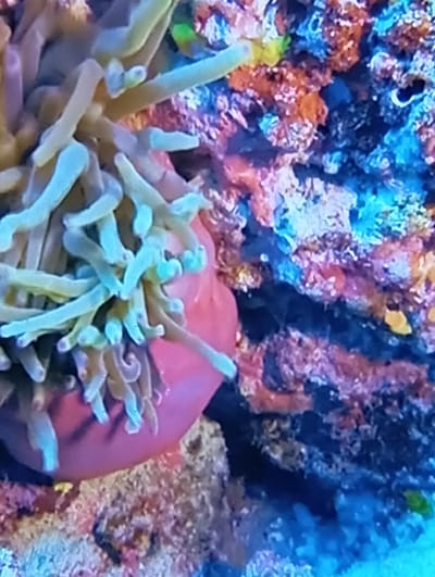 The image is a close-up, underwater shot of a coral reef. A vibrant pink sea anemone with pale green tentacles occupies the left side of the frame. The tentacles are numerous and appear soft and flowing. To the right of the anemone, the background consists of intricately textured coral formations. These corals display a variety of colors, including shades of blue, orange, and pink, with some areas appearing dark and shadowy. The lighting suggests an artificial environment, likely an aquarium, with blue and purple hues dominating the background. There is no indication of Chachersk, Belarus, or any specific location beyond an aquatic setting.