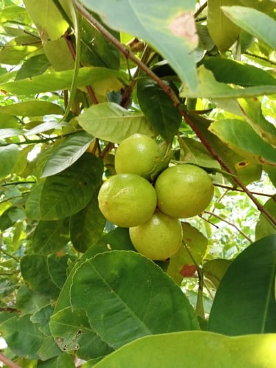 A cluster of four ripe lemons hangs from a leafy branch of a tree. The lemons are a vibrant green, with textured skin, and are suspended at varying heights. Large, glossy green leaves surround the fruit, some of which show minor signs of wear and tear. The background is blurred, suggesting a natural outdoor environment. The scene is devoid of human presence or any identifiable urban elements within the frame, making it impossible to ascertain its specific location within Matangsijuek Timur, Indonesia, beyond its natural setting.