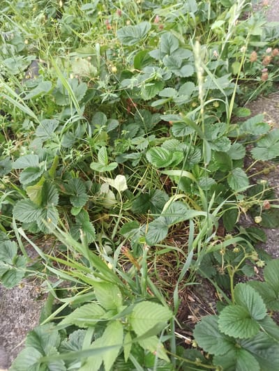 The image depicts a close-up, top-down view of a patch of strawberry plants growing amongst grass and weeds, bordered by a grey, concrete-like surface. The strawberry leaves are a vibrant green, with some exhibiting a slightly lighter hue, indicating potential variations in age or light exposure. Small, underdeveloped green fruits and some dried, brown flower remnants are visible on the plants. Long, thin blades of grass are intertwined with the strawberry foliage, adding to the wild, unkempt appearance of the area. The ground beneath the plants is a mix of dry grass, soil, and the aforementioned grey surface, which appears to be paving stones or a similar urban element. The scene is set outdoors in what is described as the city of Promyshlennaya, Russia. No people are present in the image, nor are there any discernible actions or interactions occurring. The overall impression is one of natural growth encroaching on a man-made environment.