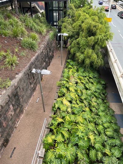 This media file captures an elevated outdoor pedestrian path or walkway in South Brisbane, Australia, viewed from above. The scene shows a blend of urban infrastructure and lush greenery.

On the top left, a multi-lane road is visible with several cars, including a white van and a black car, indicating ongoing traffic. A yellow diamond-shaped road sign on the median or shoulder clearly displays "CHARGED TRAFFIC" and possibly "SOLUTIONS" below, indicating a traffic-related warning or information.

Parallel to the road and bordering the path, a dense line of light green, leafy trees or large bushes forms a natural barrier. On the other side of the path, extensive plantings of large-leaved, deeply lobed green foliage, likely *Monstera deliciosa* or similar, fill raised garden beds, with some leaves showing a yellowish-green hue. The pedestrian path itself is a wide, light brown surface with a granular texture.

Along the path, two white, pole-mounted security cameras or sensors are prominently visible, extending from the side with long gray poles. Further down on the left, a black, glass-paneled structure, possibly part of a building or bridge, can be seen. Below the path, a lower embankment is covered with sparse green grass and groundcover. White railings are visible on the far right of the path. Small black rectangular elements, possibly lights or drains, are embedded in the path surface.

The image depicts a clear, neutral daytime scene, possibly under an overcast sky or during the early/late hours, given the even lighting and lack of strong shadows. No people are present, lending a quiet atmosphere to the urban landscape.