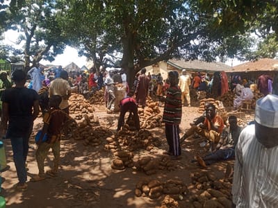This image depicts a bustling open-air yam market in Zangon Aya, Nigeria, under bright daylight with significant shade cast by large, leafy trees. Numerous large, irregularly shaped yams are piled in extensive mounds across the reddish-brown, unpaved ground throughout the foreground and midground. Approximately thirty individuals are visible, predominantly men and some children, dressed in a mix of casual and traditional Nigerian attire.
In the immediate foreground, a person's upper back, wearing a striped shirt and a white cap, is partially visible on the far right. Closer to the center, a man in a red and black striped shirt stands, observing the scene. To his right, a group of three men are seated directly on the ground, one in an orange t-shirt. Further into the midground, a man in a red t-shirt is bent over a pile of yams, appearing to handle or load them, possibly into a large white sack partially visible behind him.
Other individuals are standing, walking, and congregating amongst the yam piles, suggesting active buying, selling, and general market activity. In the background, various single-story buildings, some with corrugated metal roofs, line the edge of the market area, with more people visible near these structures. The ground appears dry and dusty, with shadows from the trees prominently across the scene, indicating overhead sunlight.