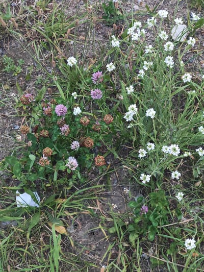 The image depicts a patch of wild vegetation, including clover flowers and white wildflowers, growing in a rough, earthy area with scattered gravel. The scene is located in the city of Vasylkiv, Russia. There are no people or animals visible in the image. A small piece of white paper is present among the grass and dirt in the lower left quadrant. The vegetation shows a mix of blooming flowers, green leaves, and some dried or fading plant matter. The lighting suggests it might be daytime.