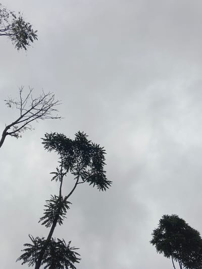 The image displays an upward perspective of an overcast sky and multiple trees in Pinnwe, Myanmar (Burma). The sky is uniformly light gray, indicating diffuse cloud cover. Several tree silhouettes are visible against this backdrop. A bare, leafless tree branch extends into the upper-left quadrant from the mid-left. A prominent tree with a dark trunk and multi-tiered, fern-like green foliage rises from the center-left. Another tree with dense dark green foliage is partially visible in the lower-right corner. A small section of dark foliage is also present in the upper-left. No individuals, artificial objects, or active interactions are depicted. The environment is natural, observed under cloudy daylight conditions.