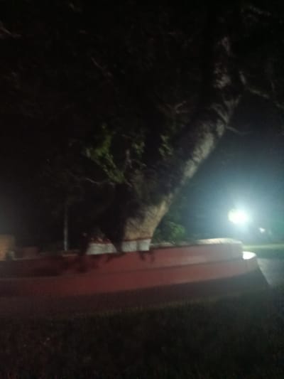 The image, captured at night in Bagerhat, Bangladesh, shows a large tree with a thick, textured trunk. The tree is illuminated by a bright, artificial light source off to the right, casting a strong glow and creating a diffused halo effect. The base of the tree is surrounded by a raised, curved structure with a reddish-orange hue, possibly a planter or seating area. This structure has multiple tiers. The ground in the foreground appears to be covered in grass, which is dark due to the low light conditions. The background is largely obscured by the darkness and the tree itself, but hints of foliage can be seen among the branches. The overall scene conveys a sense of nighttime tranquility in a public outdoor space.