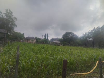 The image captures an overcast day in a rural setting, likely in Bandza, Georgia. A dense field of green corn stalks dominates the foreground, stretching towards the horizon. A rustic wire fence, with a yellow hose draped over it, runs along the edge of the field, partially obscuring the view of a dirt path behind it. In the background, several houses are visible, nestled amongst trees. One house on the left has a dark, weathered roof. Another, more prominent house in the center-right, features white balconies and appears to be two stories high. The sky is a uniform grey, indicating cloud cover. The overall impression is one of peaceful, agrarian life under a subdued sky.