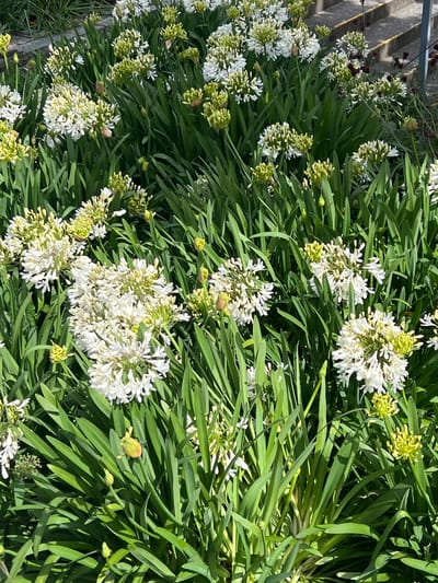 The image displays a dense cluster of Agapanthus flowers in full bloom, with white spherical flowerheads composed of numerous small florets. The flowers are interspersed with long, green, strap-like leaves. Some flowerheads are partially open, revealing buds and developing blooms in shades of white and pale green. The scene is bathed in sunlight, creating dappled shadows on the foliage. In the background, a concrete staircase or retaining wall is visible, suggesting an urban or garden setting. The location is identified as Dún Laoghaire, Ireland, a coastal town south of Dublin.