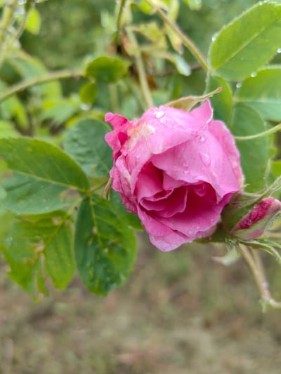 The image features a close-up of a pink rose, partially open and covered in water droplets, likely dew or rain. A rose bud sits adjacent to the open bloom. The rose is surrounded by green leaves, some of which also have water droplets on them. The background is blurred and appears to be greenery, suggesting the rose is in a garden or natural setting. The image does not contain enough information to specify a location in Slatina, Bulgaria. There are no people visible in the image.