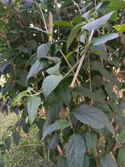 The image displays a close-up view of dense green foliage and woody stems in Stueng Saen, Cambodia. The foreground is dominated by multiple dark green, ovate to lanceolate leaves with visible venation and slightly serrated margins. Several of these leaves exhibit a fine dusting or small white specks on their surfaces. A prominent light brown woody stem, approximately 1-2 cm in diameter, extends diagonally from the upper center towards the lower right, terminating in a ragged, broken end. Thinner, intertwining green and brown stems are visible throughout the dense plant growth. The background consists of blurred green foliage, suggesting a dense natural environment or a hedge. A patch of out-of-focus green ground cover, consistent with grass, is visible in the lower left portion of the frame. No individuals, animals, or specific actions are depicted. The lighting is natural and diffuse.